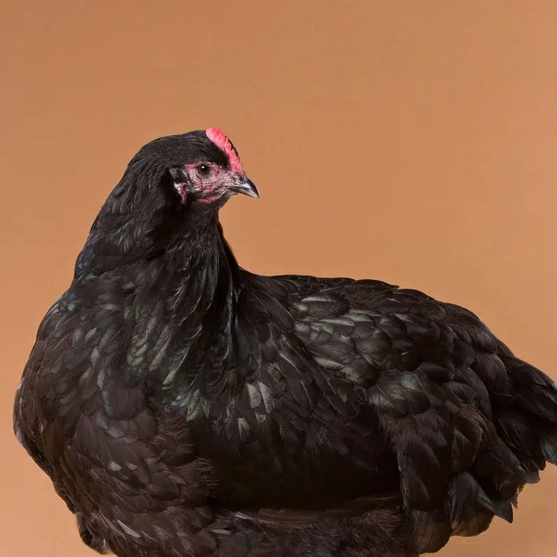 black orpington chicken affiliate