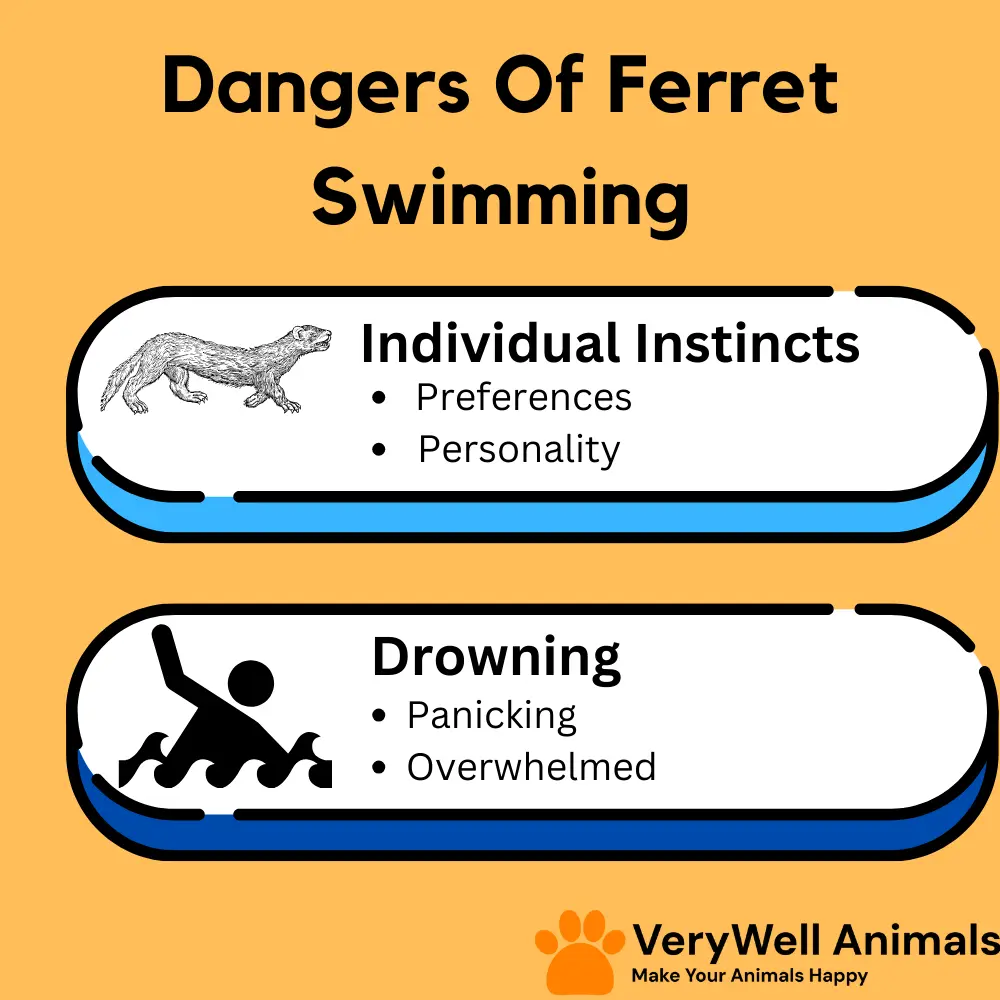 dangers of ferret swimming
