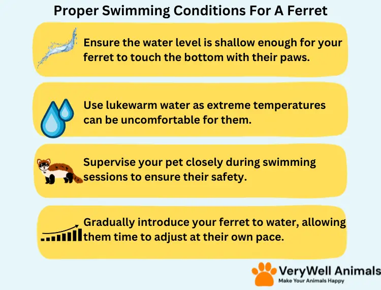 proper swimming conditions for a ferret