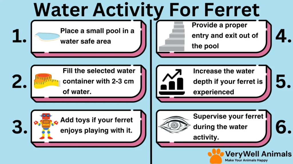 water activities for ferret