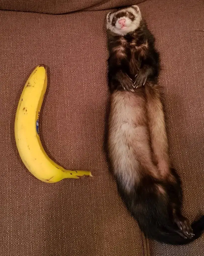 ferret sleeping next to banana
