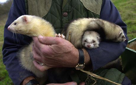 ferret with ferret owner