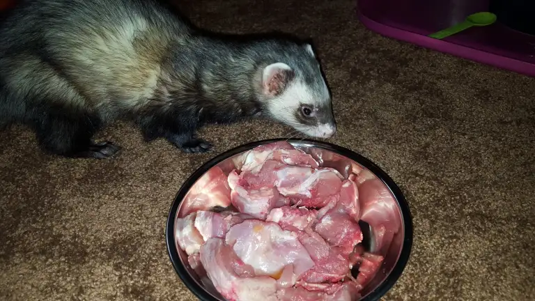 a ferret and some raw chicken