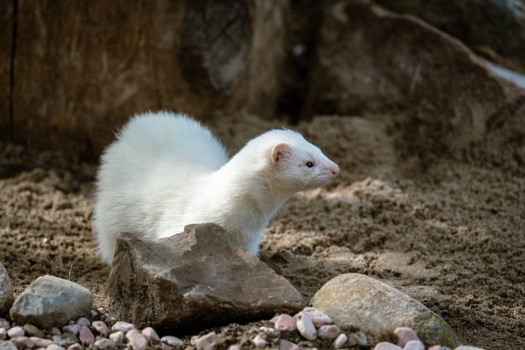weasel in the wild