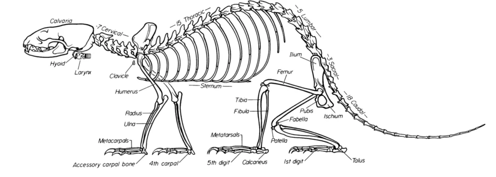 ferret skeleton diagram