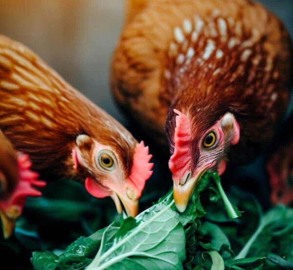 can chickens eat mustard greens