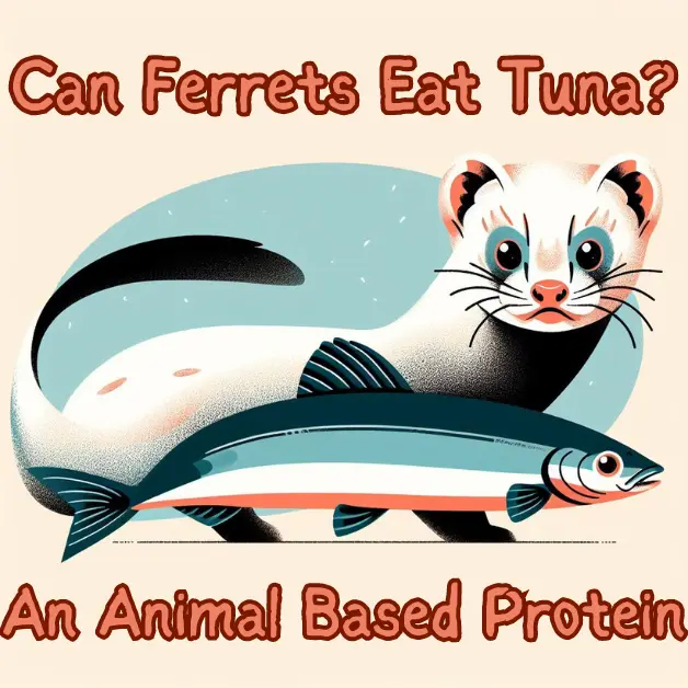 can ferrets eat tuna