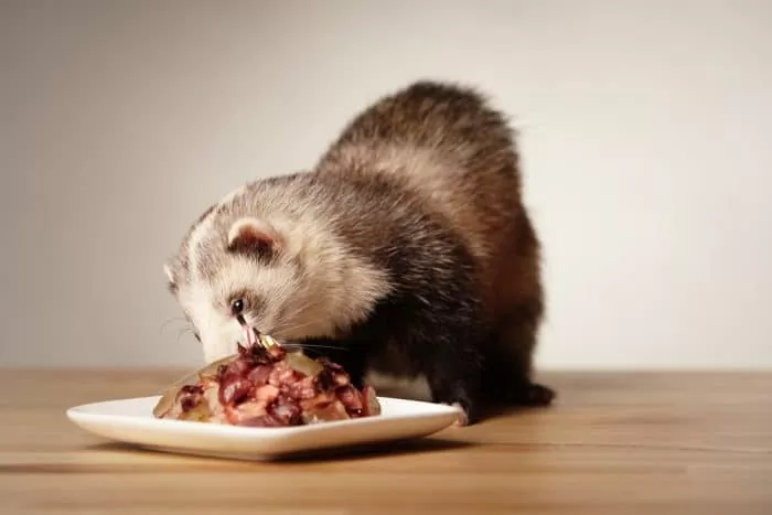 ferret eating a treat