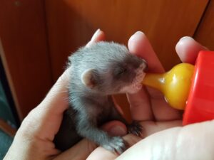 what do ferrets eat