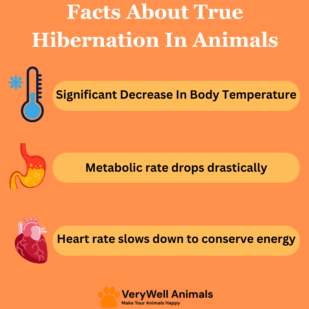 facts about true hibernation